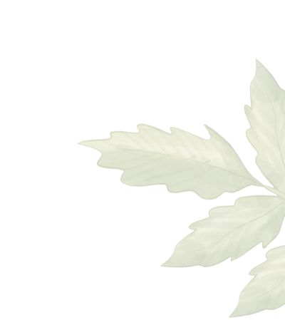 Wellness Botanical Plant